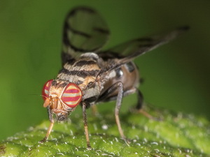 Moscas de la fruta - Familia Tephritidae