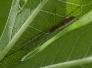 Araña de mandíbulas largas/Tethragnatha sp.