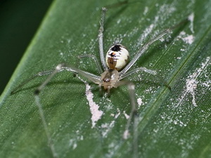 Araña de tela desordenada/Theridion sp.