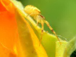 Arañas cangrejo - Familia Thomisidae