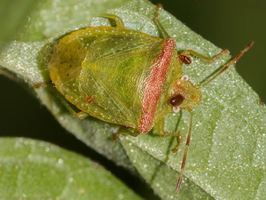 Chinche verde/Thyanta acuminata