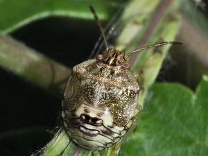 Chinche verde/Thyanta sp.