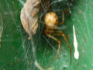 Araña de tela desordenada común/Tidarren sisyphoides