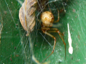 Araña de tela desordenada común/Tidarren sisyphoides