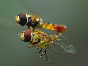 Mosca de las flores/Toxomerus sp.