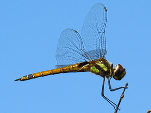 Libélula/Tramea cophysa