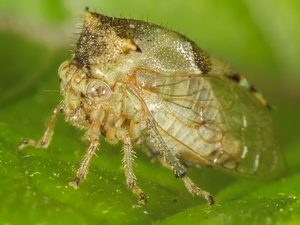 Treehoppers - Family Membracidae