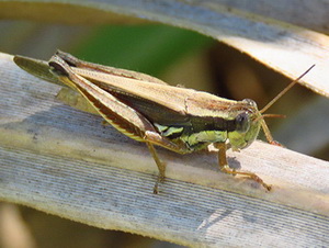 Tucura de los alfalfares/Dichroplus elongatus