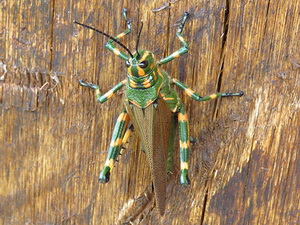 Tucura rayada/Chromacris speciosa