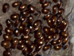 Vaquita del sauce/Plagiodera erythroptera