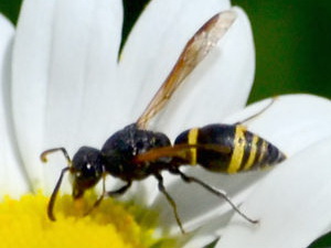 Avispas del barro y papeleras - Familia Vespidae