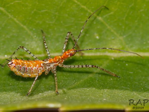 Assassin bug/Zelus renardii