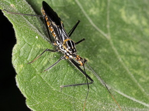 Assassin bug/Zelus leucogrammus