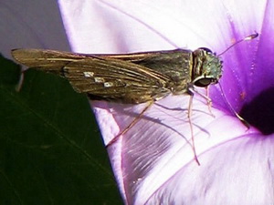 Brazilian skipper/Calpodes ethlius