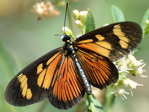 Perezosa grande/Actinote pyrrha