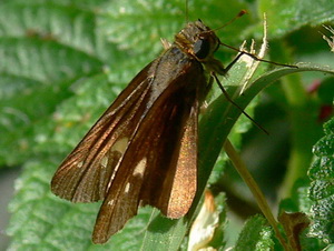 Ocola skipper/Panoquina ocola