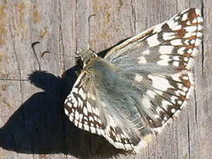 Ajedrezada de lunar/Heliopyrgus americanus