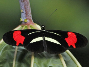 Banded longwing/Heliconius erato phyllis