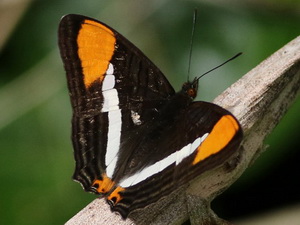 Almirante menor/Adelpha zyma