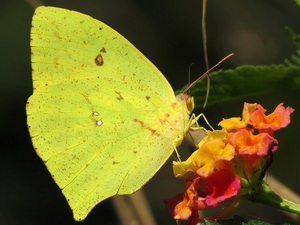 Azufrada coluda/Phoebis neocypris