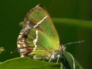 Silver-banded hairstreak/Chlorostrymon simaethis