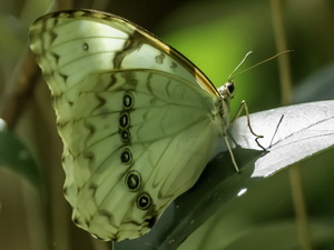 Argentine morpho/Morpho epistrophus argentinus