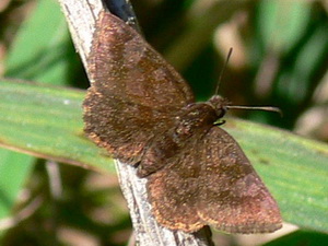 Small skipper/Viola minor