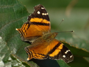 Bella mapwing/Hypanartia bella