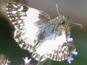 Omrina white skipper/Heliopetes omrina