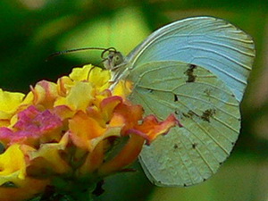 Blanquita/Eurema albula