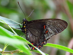 Borde de jade/Battus polystictus