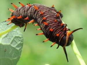 Polydamas swallowtail/Battus polydamas