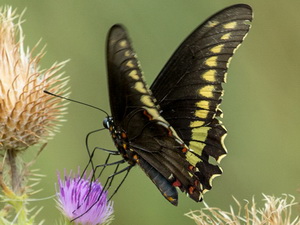 Polydamas swallowtail/Battus polydamas