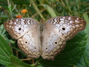 White peacock/Anartia jatrophae