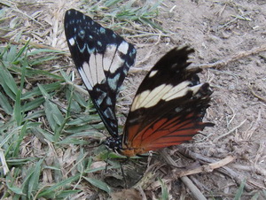 Red cracker/Hamadryas amphinome