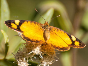 Claudina crescent/Tegosa claudina