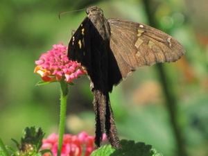 White-striped longtail/Chiodes catillus