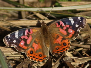 Dama pintada/Vanessa braziliensis