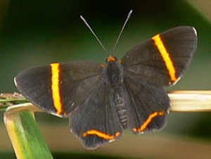 Lyssipoides metalmark/Riodina lyssipoides