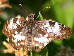 White-patched duskywing/Chiomara asychis autander