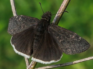 Enlutada de blanco/Erynnis funeralis