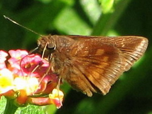 Canna skipper/Quinta cannae