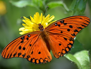 Gulf fritillary/Agraulis vanillae maculosa