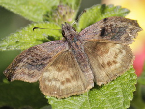 Dichrous skipper/Theagenes dichrous