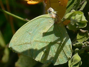 Straight-lined sulphur/Rhabdodryas trite