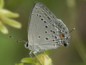 Eurytulus scrub-hairstreak/Strymon eurytulus