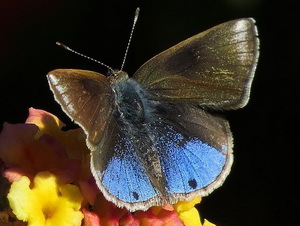 Lantana scrub-hairstreak/Strymon bazochii