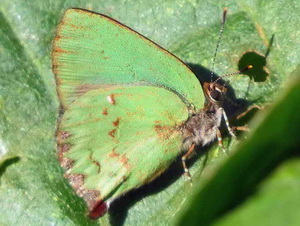 Frotadora esmeralda coluda/Cyanophrys remus