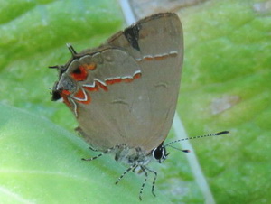 Caulonia groundstreak/Calycopis caulonia