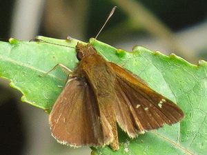 Hierbera común/Cymaenes odilia